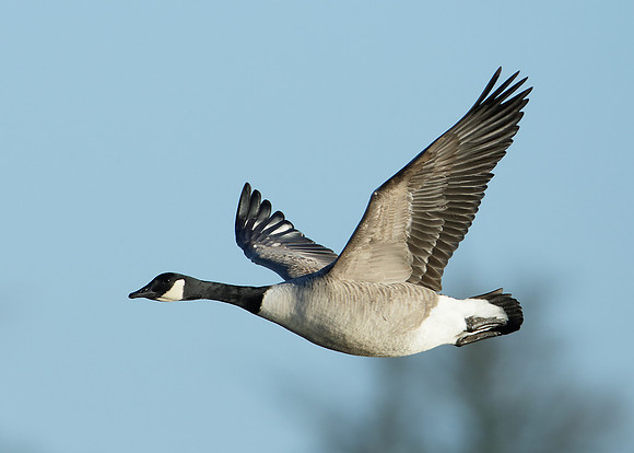 Canada Goose Branta canadensis