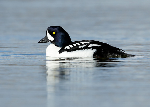 Barrow's Goldeneye Bucephala islandica