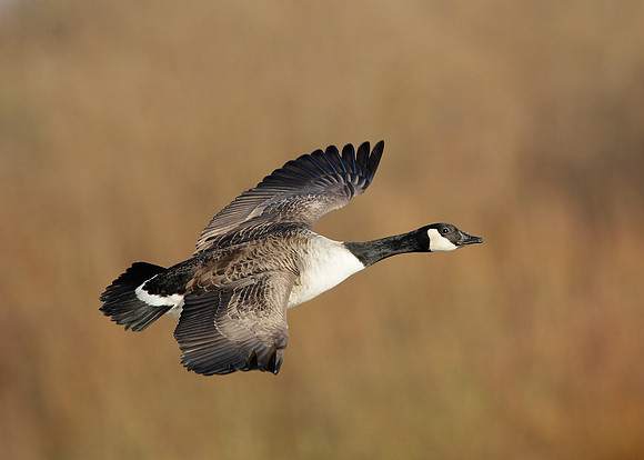 Canada Goose Branta canadensis
