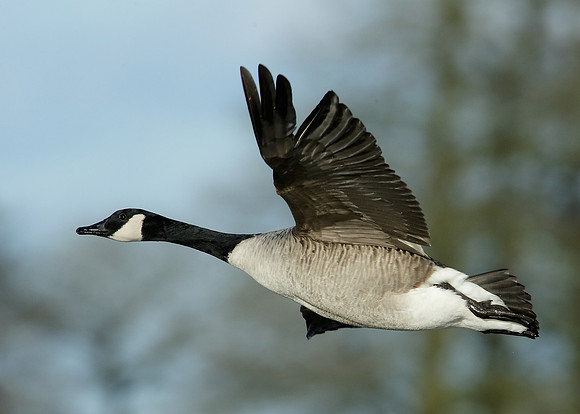 Canada Goose Branta canadensis