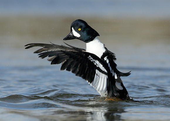 Barrow's Goldeneye Bucephala islandica