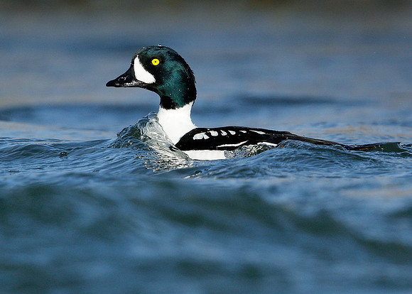 Barrow's Goldeneye Bucephala islandica