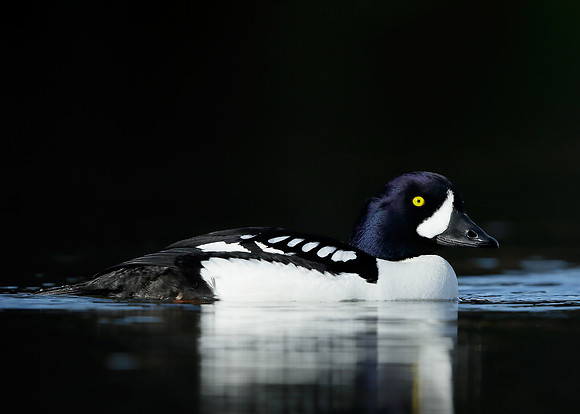 Barrow's Goldeneye Bucephala islandica