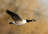 Canada Goose Branta canadensis