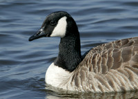 Canada Goose Branta canadensis