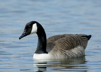 Canada Goose Branta canadensis