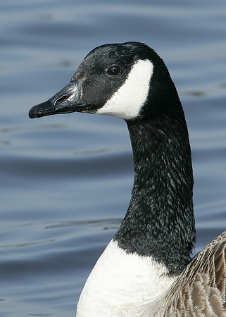 Canada Goose Branta canadensis