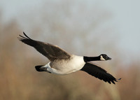 Canada Goose Branta canadensis