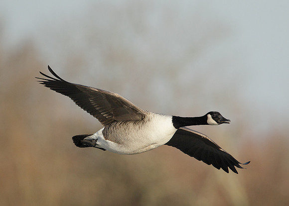 Canada Goose Branta canadensis