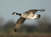Canada Goose Branta canadensis