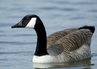 Canada Goose Branta canadensis