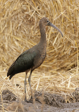 Glossy Ibis Plegadis falcinellus