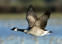 Canada Goose Branta canadensis