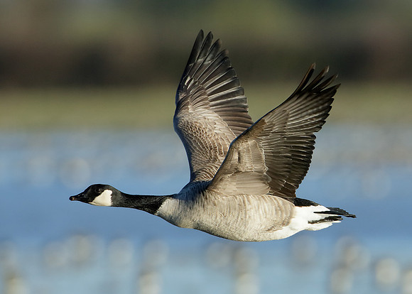 Canada Goose Branta canadensis