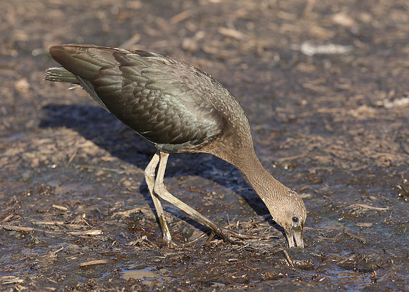 Glossy Ibis Plegadis falcinellus