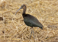 Glossy Ibis Covenham, Lincs Sept 2009