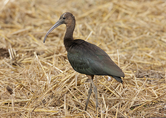 Glossy Ibis Plegadis falcinellus