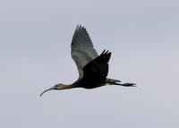 Glossy Ibis Plegadis falcinellus