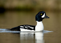 Barrow's Goldeneye Bucephala islandica