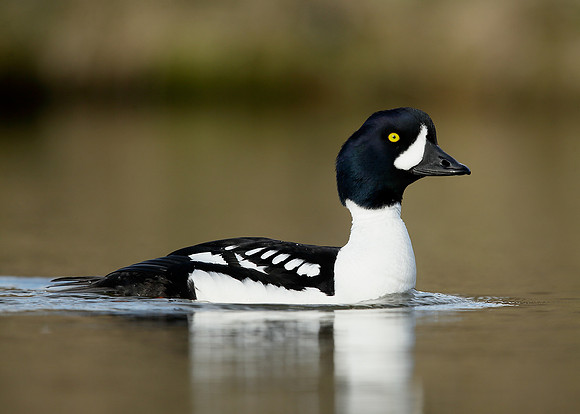 Barrow's Goldeneye Bucephala islandica