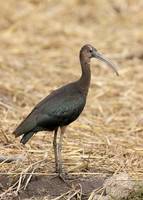 Glossy Ibis Plegadis falcinellus