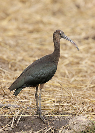Glossy Ibis Plegadis falcinellus