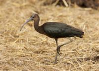Glossy Ibis Plegadis falcinellus