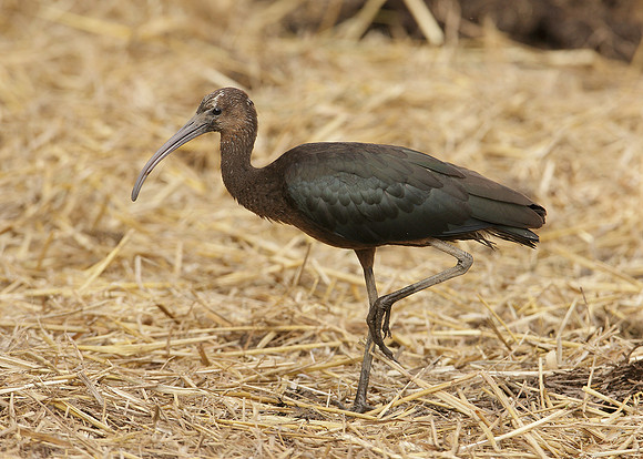 Glossy Ibis Plegadis falcinellus
