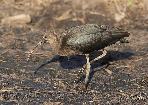 Glossy Ibis Plegadis falcinellus