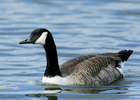 Canada Goose Branta canadensis