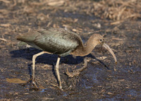 Glossy Ibis Plegadis falcinellus