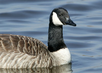 Canada Goose Branta canadensis