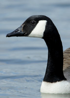 Canada Goose Branta canadensis
