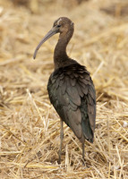 Glossy Ibis Plegadis falcinellus