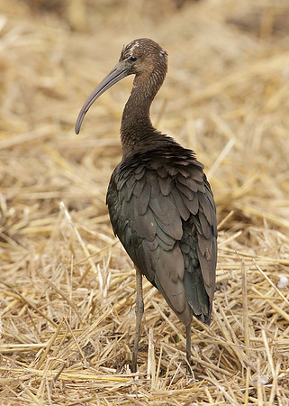 Glossy Ibis Plegadis falcinellus