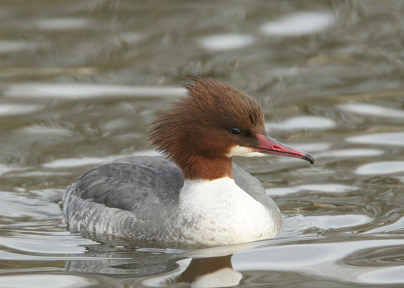 Goosander Mergus merganser