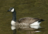 Canada Goose Branta canadensis