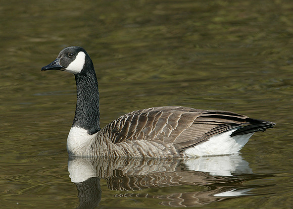 Canada Goose Branta canadensis