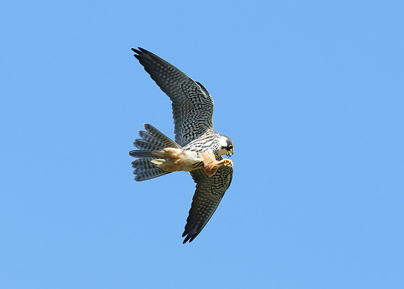 Hobby Falco subbuteo