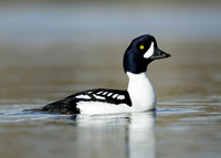 Barrow's Goldeneye Bucephala islandica