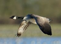Canada Goose Branta canadensis