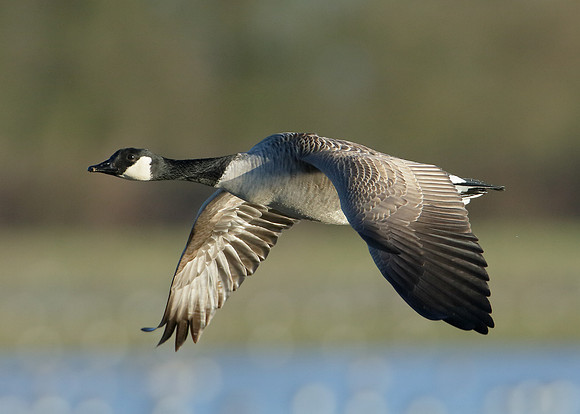 Canada Goose Branta canadensis