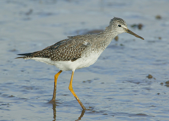 Lesser Yellowlegs Tringa flavipes