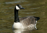 Canada Goose Branta canadensis