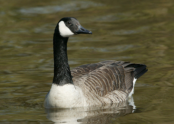 Canada Goose Branta canadensis
