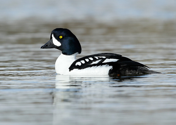 Barrow's Goldeneye Bucephala islandica