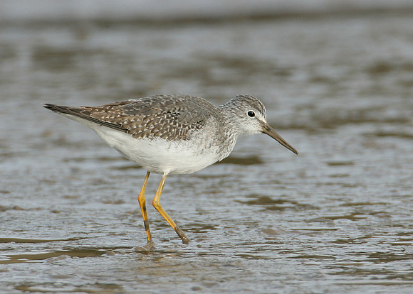 Lesser Yellowlegs Tringa flavipes