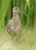 Curlew Numenius arquata