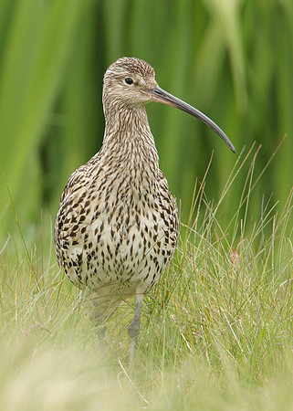 Curlew Numenius arquata