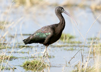 Glossy Ibis, Donna Nook, Lincs Feb 2008